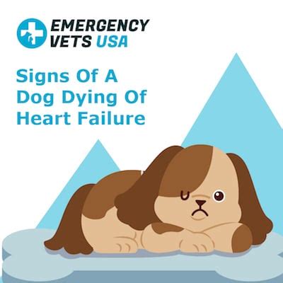 Signs Of A Dog Dying Of Heart Failure | CHF Life Expectancy