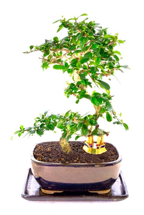 Stunning Flowering Bonsai With Phenomenal Styling Design Uk