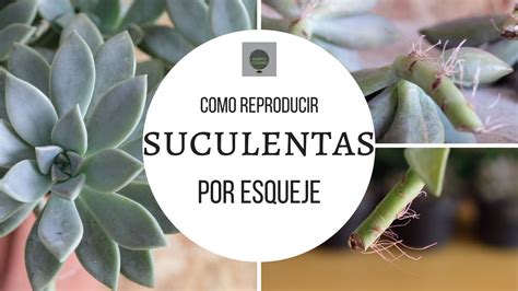 C Mo Reproducir Esquejes De Suculentas Nucleo Jardin