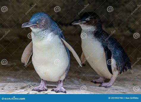 Australian Little Penguins stock photo. Image of fairy - 291993798