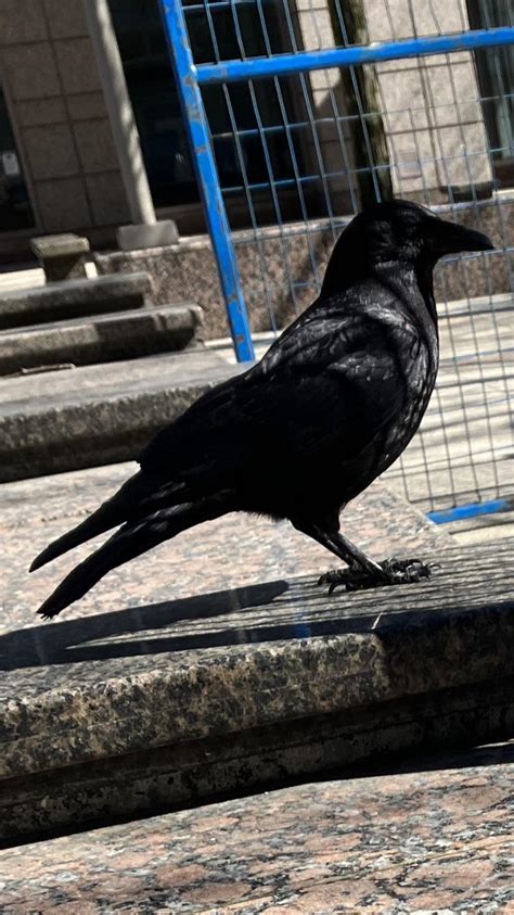 Shadow crow : r/crows