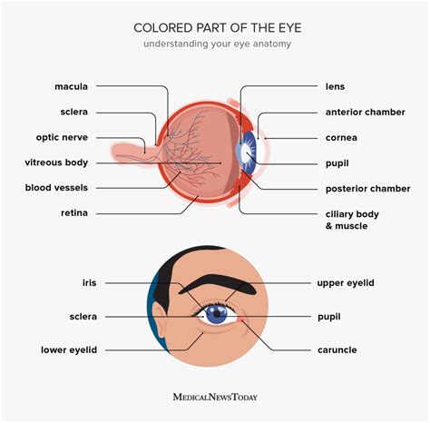 Human Eye Anatomy Parts Of The Eye Labeled Vector Image, 44% OFF