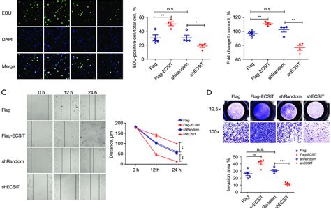 Effects Of Ecsit On Biological Functions In Mda Mb 231 Breast Cancer