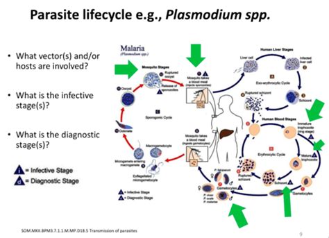 Parasitology Flashcards Quizlet