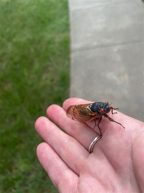 Cicadas Pee In A Jet Stream Research Shows Heres Why Raleigh News