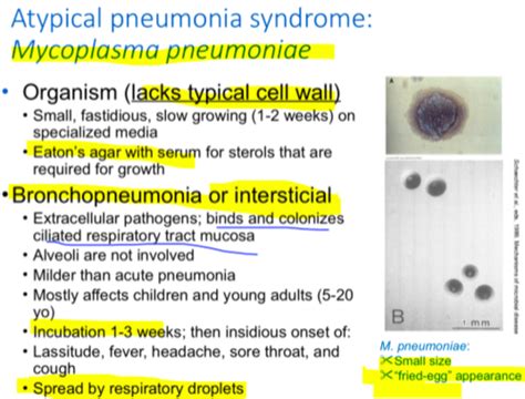 Mycoplasma Pneumoniae Fried Egg Appearance