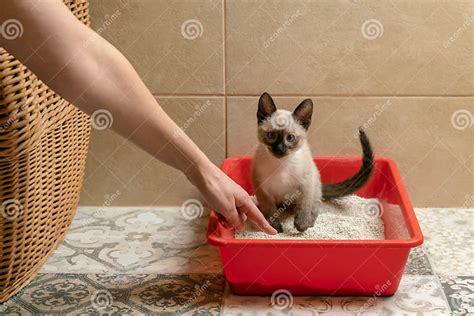 Housebroken Siamese Kitten Sitting In Cat`s Toilet Or Kitty Litter Box