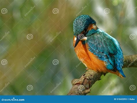 Common Kingfisher Expecting Fish In The Rriver Stock Image Image Of