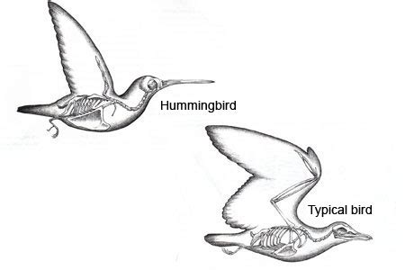 Skeleton - Colibri - MVC