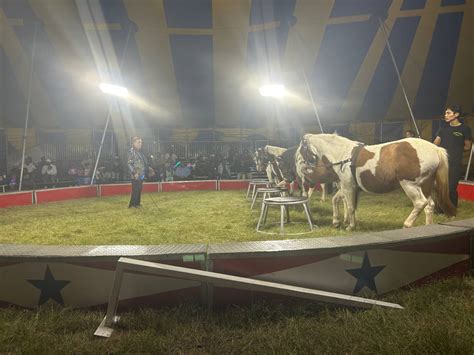 Zerbini Family Circus Gypsy Ponies 36 by Shefelin on DeviantArt