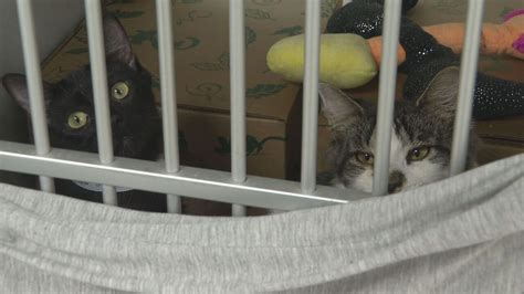 Humane Society Investigation Underway After More Than 100 Cats Rescued