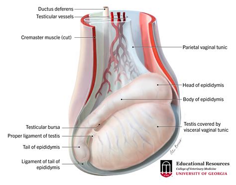 Testicular anatomy on Behance