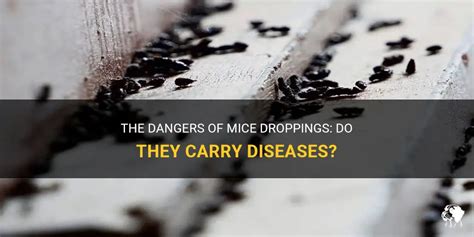 The Dangers Of Mice Droppings: Do They Carry Diseases? | PetShun