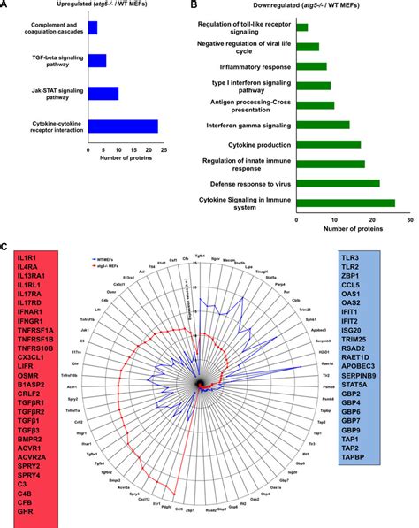 Atg Deficient Mefs Show Dysregulation Of Several Immune Related