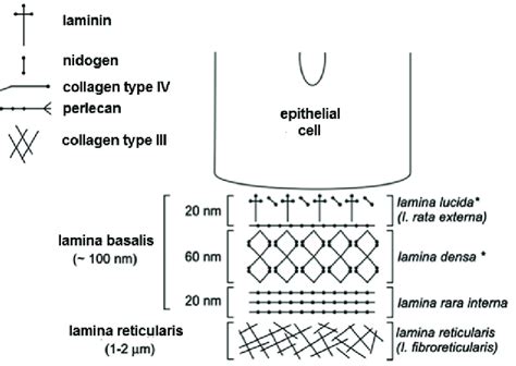 Schematic representations of epithelial cell-basal lamina unity; basal ...