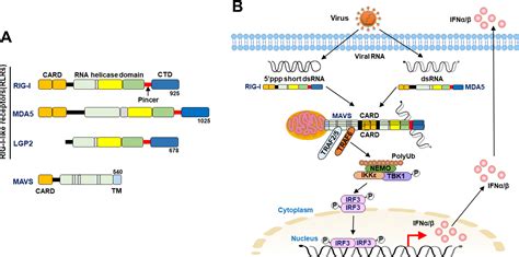 Figure 1 From Crosstalk Between Autophagy And Rlr Signaling Semantic