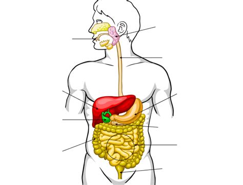 [solved] Complete The Activity Digestive System Structures Pptx In Course Hero