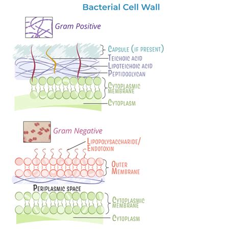 Immunology Microbiology Glossary Bacterial Structure And Morphology Ditki Medical