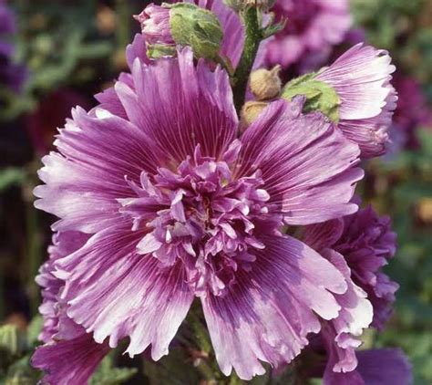 16 Different Varieties of Hollyhocks For Your Garden - AMERICAN GARDENER