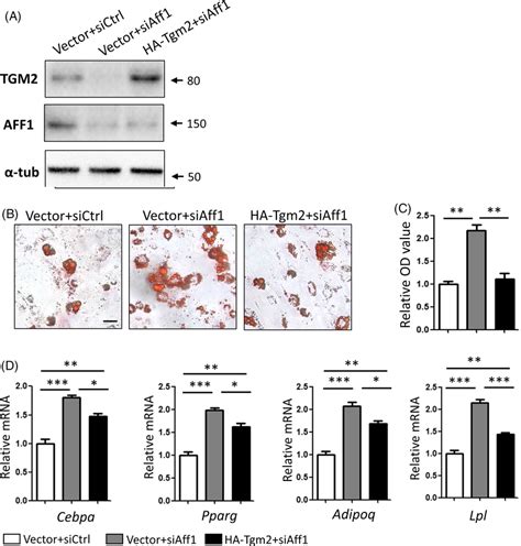 Overexpression Of Tgm2 Partially Rescues Adipogenic Differentiation Of