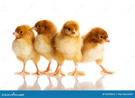 Group Of Small Chicks Stock Photo Image Of Hatched 36539554