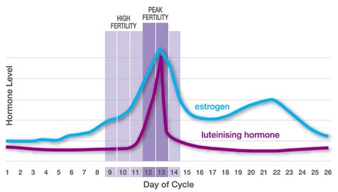 What is 'the Fertility Window'? | Fertility Specialist | Dr Tamara Hunter