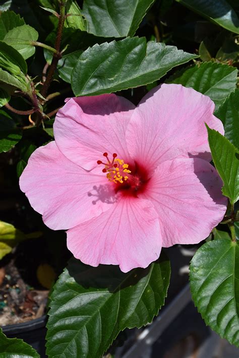 Seminole Pink Hibiscus Hibiscus Rosa Sinensis Seminole Pink In Greensboro High Point Winston