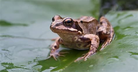 Common Frog - A-Z Animals