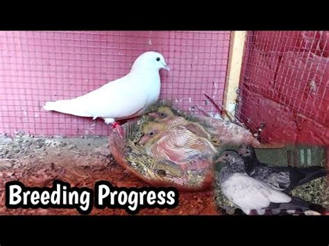 Breeding Progress Achi Breed Ae Rhi Hy Hashim Mahmood Pigeons YouTube