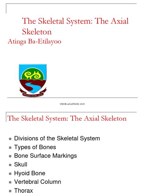 Axial Skeleton | PDF | Vertebral Column | Vertebra