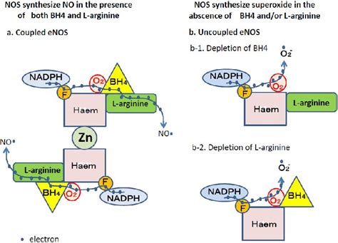 Nitric Oxide In Pathophysiology And Treatment Of Pulmonary Hypertension Intechopen