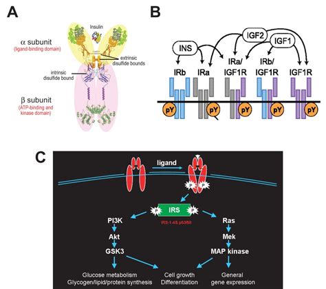 Insulin Receptor Signaling In The Development Of Neuronal Structure And