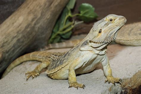 Pogona Vitticeps Fiche Le Monde Des Reptiles