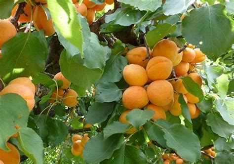 Купить саженцы абрикоса из питомника "КСП" – доставка почтой, СДЭК