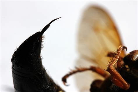 Real Monstrosities: Cicada Killer Wasp