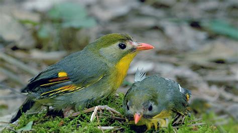 CGTN Nature: Zhangjiajie Series | Episode 5: Love Birds - CGTN