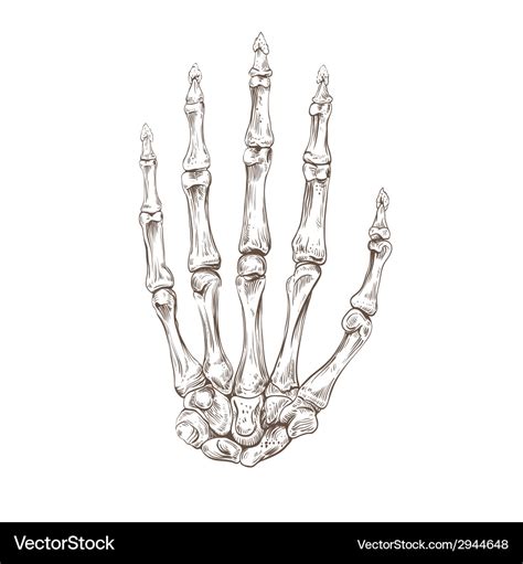 Hand Drawing Skeleton Royalty Free Vector Image