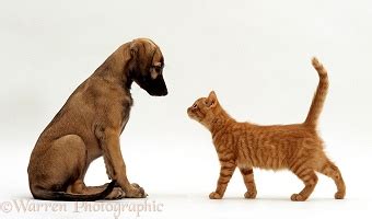 Pets Black Maine Coon Kitten And Cute Daxiedoodle Puppy Photo WP38242