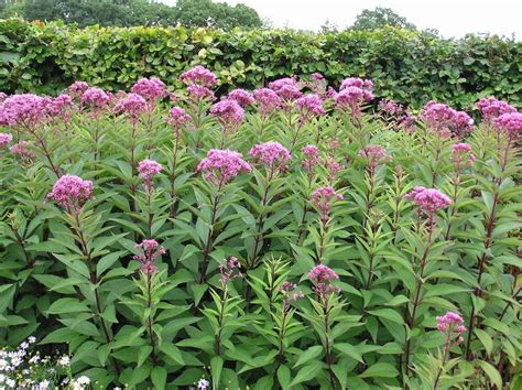 Eupatorium Syn Eutrochium Purpureum SWEET JOE PYE WEED Seeds EBay