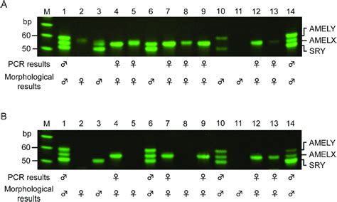 Dna Sexing Of Jomon Samples By Our Method A And B Show The Results Of