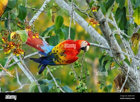 Scarlet Macaw Ara Macao Eating Fruit In A Tree Costa Rica Stock