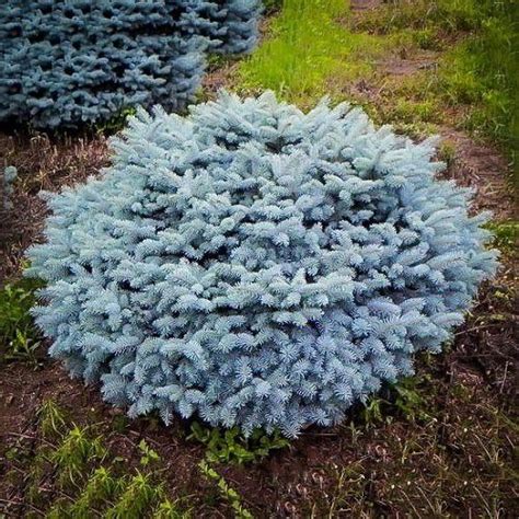 53 Best Low Maintenance Evergreen Shrubs Shrubs For Landscaping Evergreen Garden Evergreen