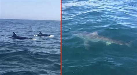 Pod Of Killer Whales Chasing Great White Shark Filmed By Boat Tour Guide