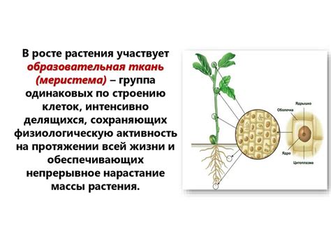 Растительный организм и его особенности - презентация онлайн