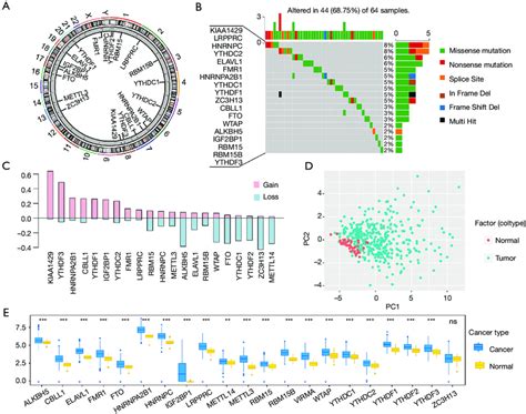 Overview Of M6A Gene Locus And Gene Information A The M6A Regulators