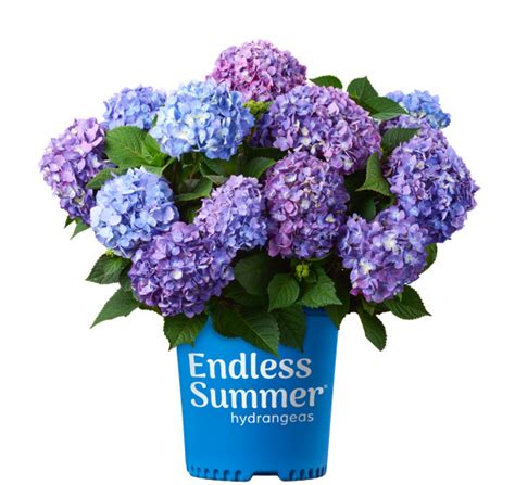 Buy Endless Summer Bloomstruck® Hydrangea | The Tree Center