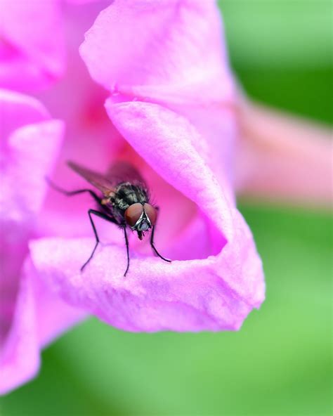 Fly Flower Insect Pink Free Photo On Pixabay