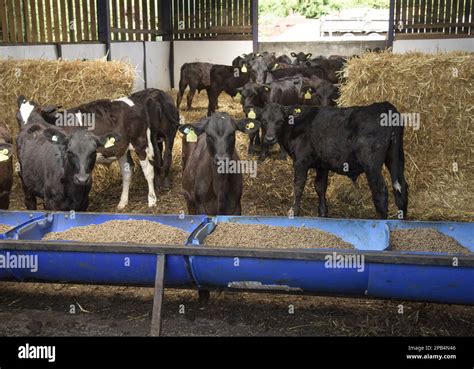 Aberdeen Cattle Aberdeen Beef Aberdeen Cattle Purebred Livestock