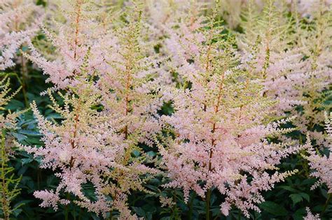 15 of the Best Astilbe Varieties | Gardener’s Path