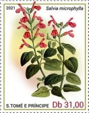 Шалфей мелколистный Salvia microphylla Baby Sage